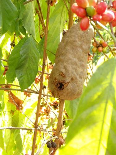 Polybia sp.